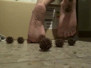 new soles on thorn plants part two