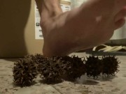 new soles on thorn plants part one