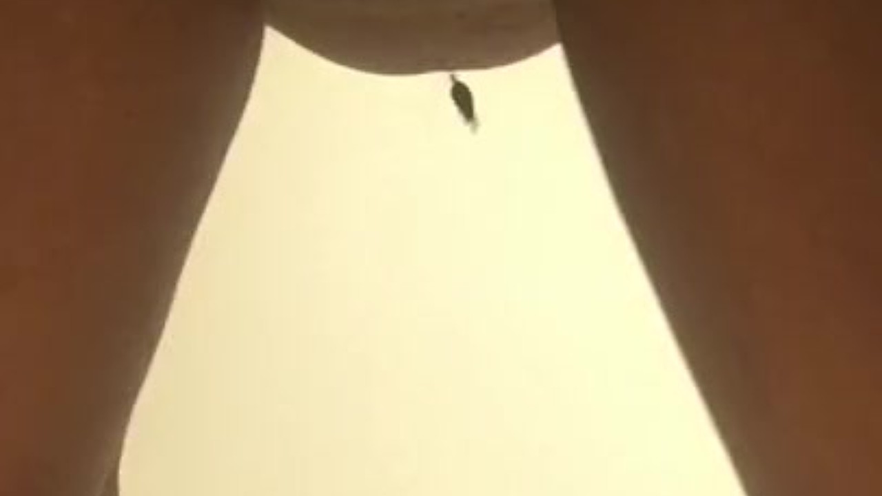 Sexy Ebony novinha balançando a bunda e mostrando a buceta - Vídeo de sexo grátis - RedTube