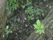 Peeing From a Fallen Tree in a Public Park