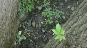 Peeing From a Fallen Tree in a Public Park