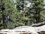 Elf Princess 2 - horny Princess gets a creampie in the woods ft Bad Dragon 1/16