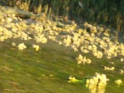 PEE at Sunset - Screenshot 16 of 16 - HD