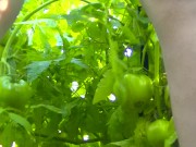 Fucks himself with a cucumber 16/16