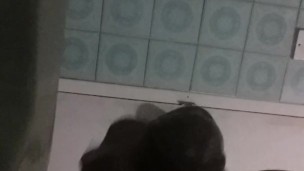 paja rapidita