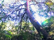 Foraging & Scouting