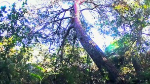 Foraging & Scouting