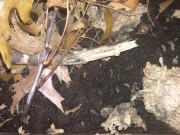 Tiny Creatures Hunt for Mates and Food