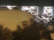 Daytime Isopod Feeding