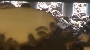 Daytime Isopod Feeding