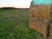 Slutty Country Cutie Gives Random Farmer A BJ 1/16