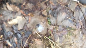 Close up cum oozing of big fat cock and foreskin pulling back