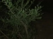 Late night piss