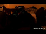 Dov's Rex Play Time 11/16