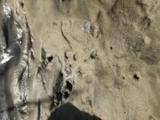 POV masturbating to orgasm outdoors with my toes in the sand at the beach