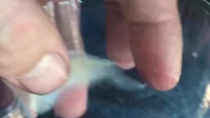 Cum fetish in a peeps container. 3rd cum in 2 hours.