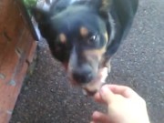 Me giving Kara the fat cunt some ham