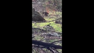 Nude Hiking With Wombat & Kangaroo