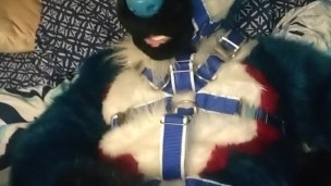 Pawing off in a harness
