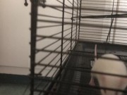 I offer my cute chunky fluff to the community