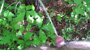 Morning Jaunt in the Woods