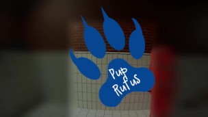 Quick paw in raingear