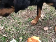 Feeding a hungry stray doggo
