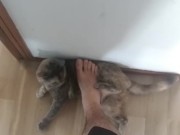 step on my own cat (she enjoy!) 11/16