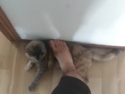 step on my own cat (she enjoy!) 13/16