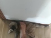 step on my own cat (she enjoy!) 16/16