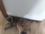 step on my own cat (she enjoy!)