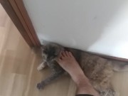 step on my own cat (she enjoy!) 9/16