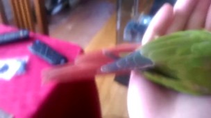 Kiwi's How to Make love Part 1