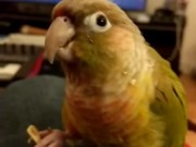 Kiwi's hot categories part 1