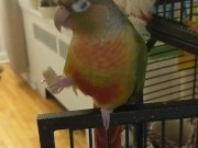 Kiwi's big debut part 3