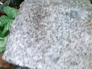 Enchanted Forest Pee 14/16