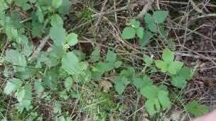 Spontaan geil in het bos