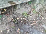 Peeing On The Bench Along The Path