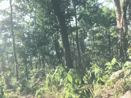 Quickie in the Jungle! Fucking a wild Leo - Amateur Couple LeoLulu