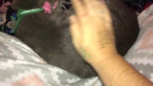 Boobs Ross — petting my hairy pussy — julyathon 11