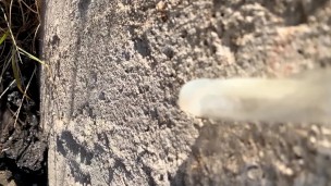 Eating cum of black straight friend´s used condom I found after his fuck