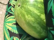 I can crack a watermelon with these thighs  11/16