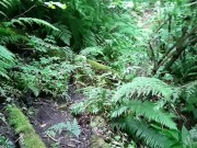 Pathway To Peedom 3/16