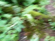 Pathway To Peedom 4/16