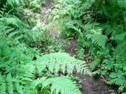 Pathway To Peedom 5/16