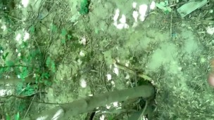 Amateur teen big cumshot public park