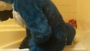 Blue fox on a didlo