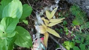 Girl In Swim Suit Pees On Fallen Tree By River