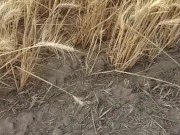 Country Girl Pees In Field During 4 Wheeler Ride
