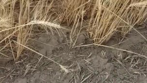 Country Girl Pees In Field During 4 Wheeler Ride